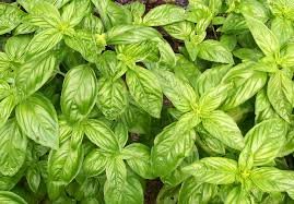 BASIL
