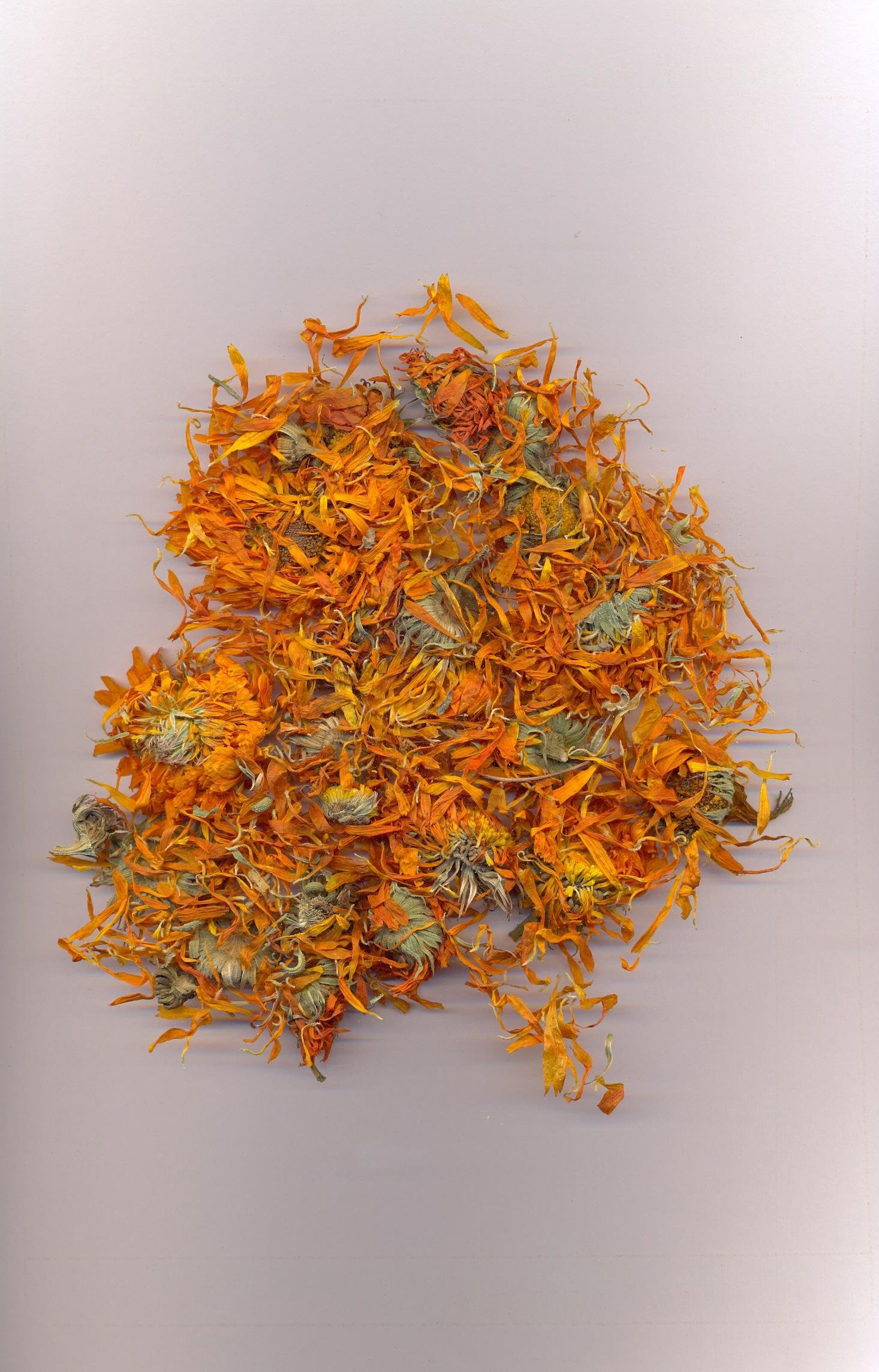 Calendula