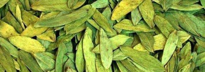 senna Leaves